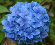 Hydranga Blue Prince - Abriachan Nurseries